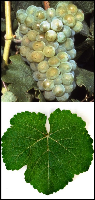 Savagnin Blanc (Weisser Traminer)