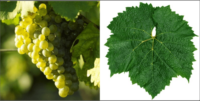 Chardonnay Grape & Leaf