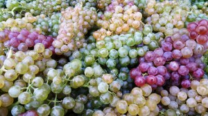 Grapes Destined for Gemischter Satz